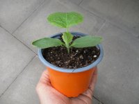 Melone - Zucker Pflanze Honey Bun F1 - im 10,5cm Topf in...