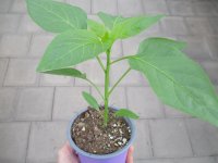 Paprika Pflanze Atris F1 - im 10,5cm Topf in lavendel