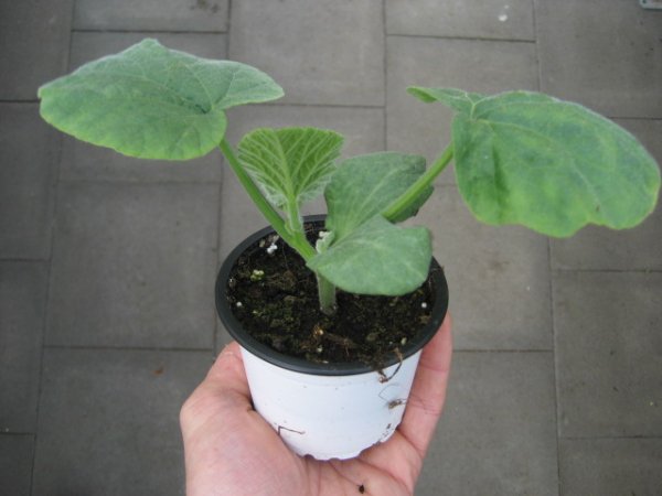 Speisekürbis Pflanze Butternut Tiana F1 - im 9cm Topf in weiß