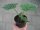 Speisekürbis Pflanze Muscat de Provence - im 9cm Topf in taupe