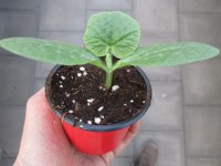 Speisekürbis Pflanze Small Wonder - im 9cm Topf in rot