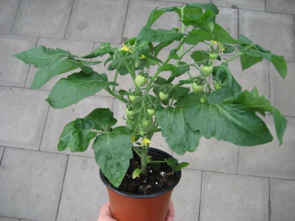 Tomaten Pflanze -Balkon- Evita® Compact F1 - im 12cm Topf in gelb