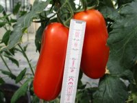 Tomaten Pflanze -Flasche- Pozzano F1 - im 10,5cm Topf in ton