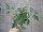 Tomaten Pflanze -Flasche- Pozzano F1 - im 10,5cm Topf in ton