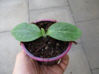 Zucchini Pflanze Patio Star F1 - im 9cm Topf in pink