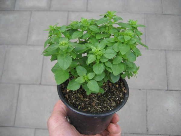 Basilikum Pflanze aus Sämlingen: feinblättrig - im 9cm Topf in taupe