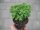 Basilikum Pflanze aus Sämlingen: feinblättrig - im 9cm Topf in taupe