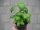 Basilikum Pflanze aus Sämlingen: großblättrig - im 9cm Topf in taupe