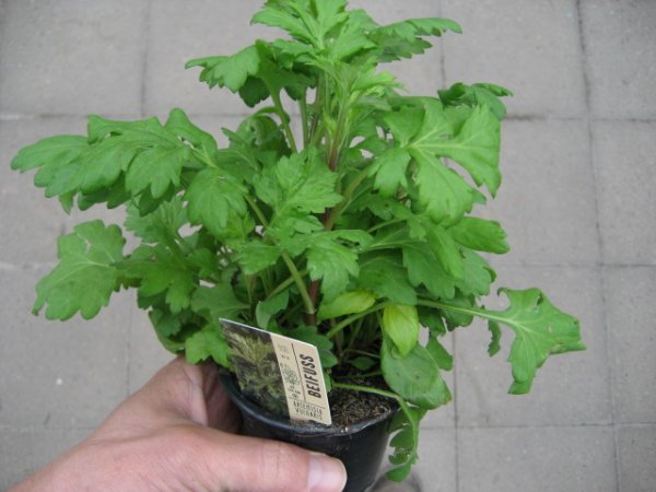 Kräuter Pflanze Beifuß - im 9cm Topf in taupe