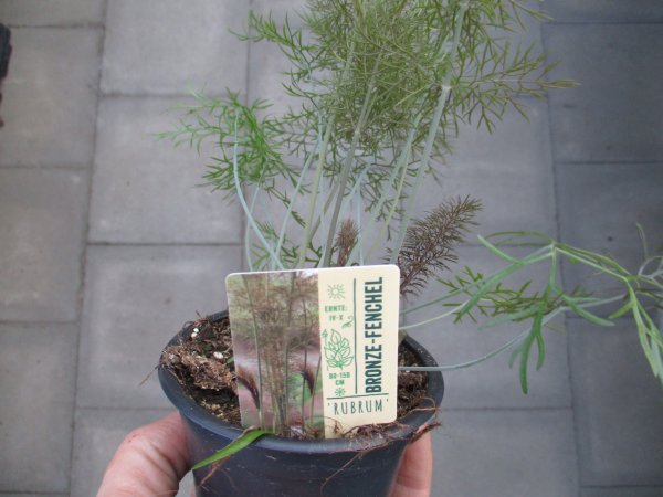 Kräuter Pflanze Blattfenchel - im 9cm Topf in taupe