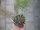 Kräuter Pflanze Blattfenchel - im 9cm Topf in taupe