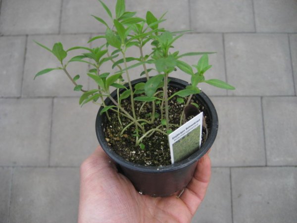 Kräuter Pflanze Bohnenkraut einjährig - im 9cm Topf in taupe