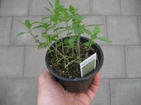 Kräuter Pflanze Bohnenkraut - im 9cm Topf in taupe