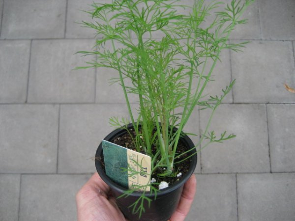 Kräuter Pflanze Dill - im 9cm Topf in taupe
