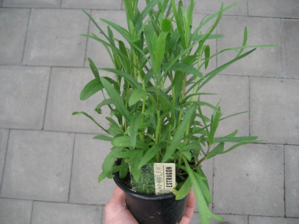 Kräuter Pflanze Estragon - im 9cm Topf in taupe