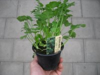 Kräuter Pflanze Koriander - im 9cm Topf in taupe