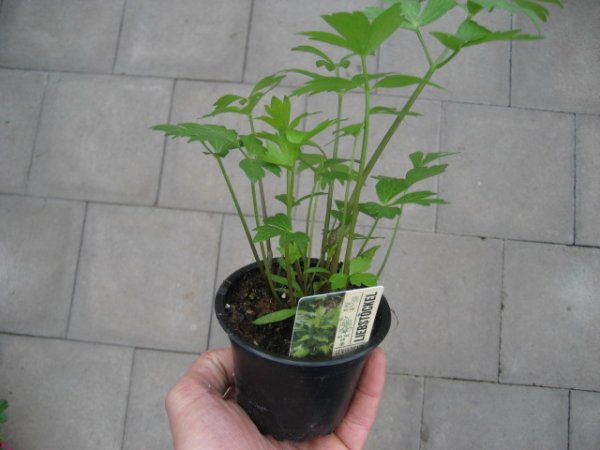 Kräuter Pflanze Liebstöckel/ Maggikraut - im 9cm Topf in taupe