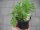 Kräuter Pflanze Majoran einjähriger - im 9cm Topf in taupe