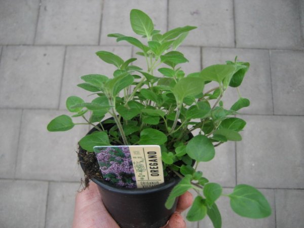 Kräuter Pflanze Oregano - im 9cm Topf in taupe