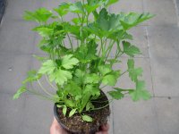 Kräuter Pflanze Petersilie glattblättrig - im 9cm Topf in taupe
