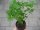 Kräuter Pflanze Petersilie glattblättrig - im 9cm Topf in taupe