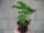 Kräuter Pflanze Petersilie krausblättrig - im 9cm Topf in taupe