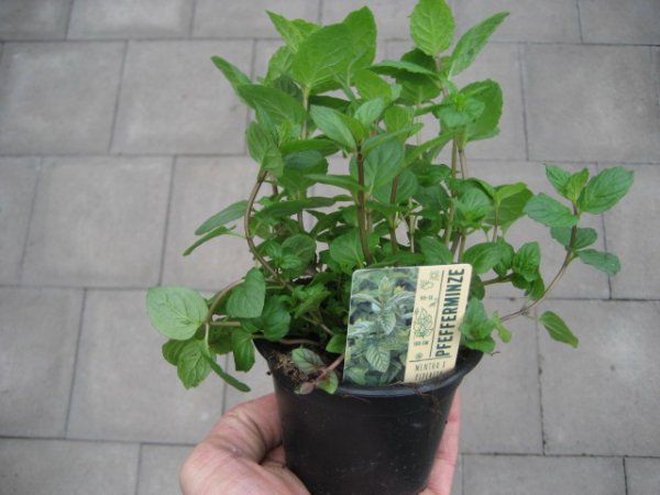 Kräuter Pflanze Pfefferminze - im 9cm Topf in taupe