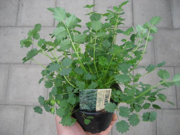 Kräuter Pflanze Pimpinelle - im 9cm Topf in taupe