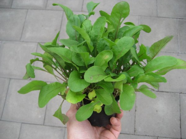 Kräuter Pflanze Rucola - Salatrauke - im 9cm Topf in taupe