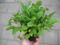 Kräuter Pflanze Rucola - Salatrauke - im 9cm Topf in...
