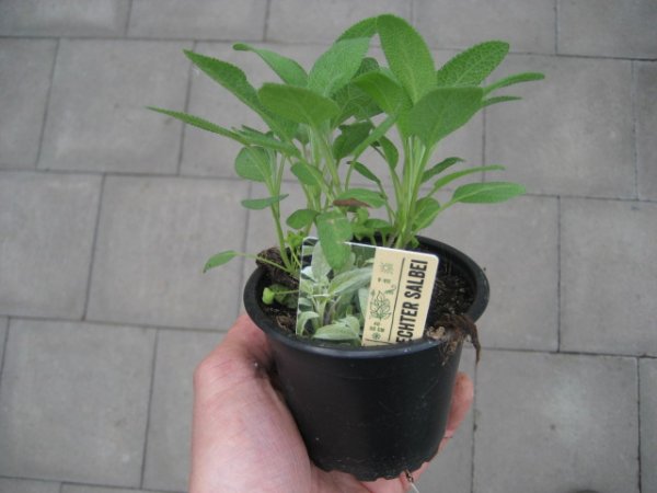 Kräuter Pflanze Salbei - im 9cm Topf in taupe