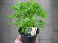 Kräuter Pflanze Schnittsellerie - im 9cm Topf in taupe