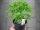 Kräuter Pflanze Schnittsellerie - im 9cm Topf in taupe