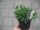 Kräuter Pflanze Ysop - im 9cm Topf in taupe