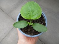 Melone - Zucker Pflanze Mangomel F1 - im 10,5cm Topf in weiß