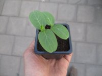 Gurken Pflanze Profi F1 - im 7cm Topf in schwarz 4Eck