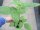 Himbeere Pflanze Summer Lovers® Garden Red - im 12cm Topf in grün