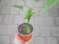 Paprika Pflanze Ariella Midi Orange F1 - im 10,5cm Topf...