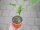 Paprika Pflanze Ariella Midi Orange F1 - im 10,5cm Topf in orange