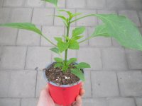 Paprika Pflanze Ariella Midi Red F1 - im 10,5cm Topf in rot