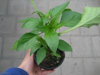 Paprika Pflanze Bontempi - im 10,5cm Topf in taupe
