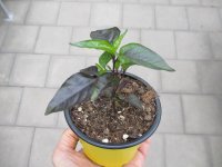 Peperoni - Chili Pflanze Lila Luzi F1 - im 10,5cm Topf in...