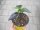 Peperoni - Chili Pflanze Lila Luzi F1 - im 10,5cm Topf in gelb