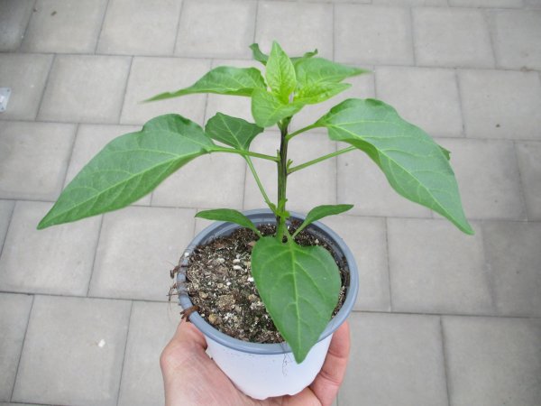 Peperoni - Chili Pflanze Starpleasure® F1 - im 10,5cm Topf in weiß