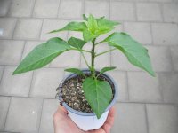 Peperoni - Chili Pflanze Starpleasure® F1 - im 10,5cm...