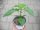 Peperoni - Chili Pflanze Starpleasure® F1 - im 10,5cm Topf in weiß