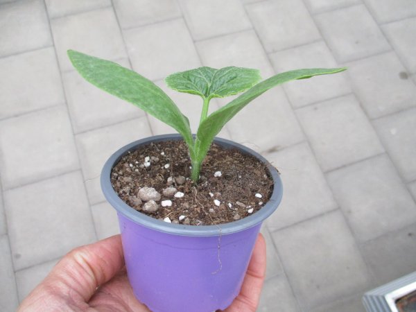 Speisekürbis Pflanze Hokkaido - Rabea F1 - im 9cm Topf in lavendel
