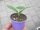 Speisekürbis Pflanze Hokkaido - Rabea F1 - im 9cm Topf in lavendel