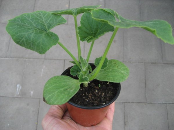 Speisekürbis Pflanze Hokkaido - Uchiki Kuri - im 9cm Topf in ton
