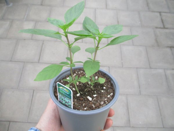 Basilikum Pflanze Thaibasilikum: Sita - im 12cm Topf in taupe